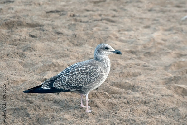 Obraz Seagull on the sand