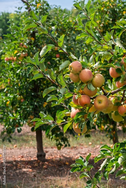 Fototapeta Apple tree branch with ripe fruits: autumn harvest scene. Natural organic apple farming: branch full of ripe fruits