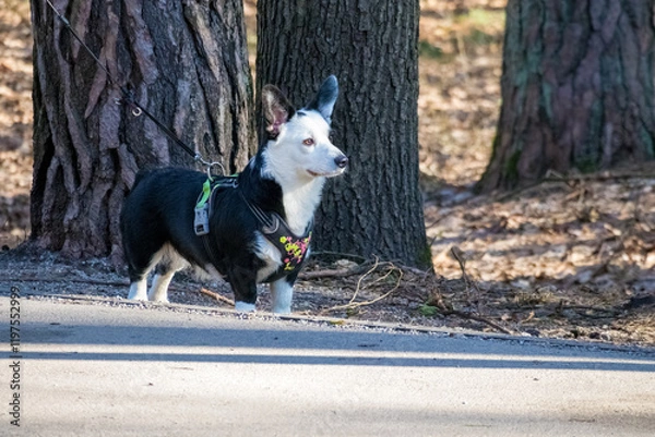 Fototapeta 
a black corgi with white spots walking with its owner on a forest path.