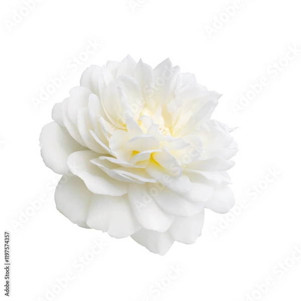 Obraz White rose isolated on a white background