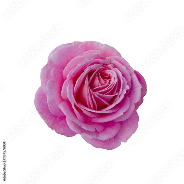 Obraz Fresh beautiful pink rose isolated on white background