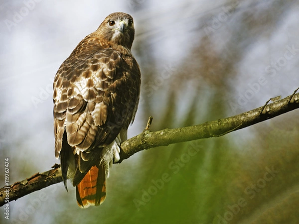 Obraz Red-tailed Hawk