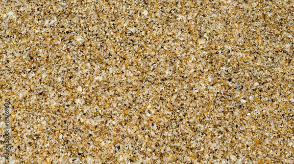 Obraz Small shell on the beach