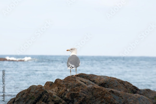 Obraz Seagull in the reef