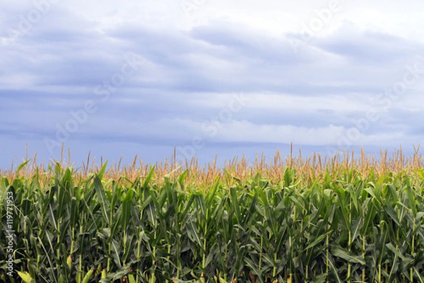 Obraz Corn fields with cloudy sky in the background