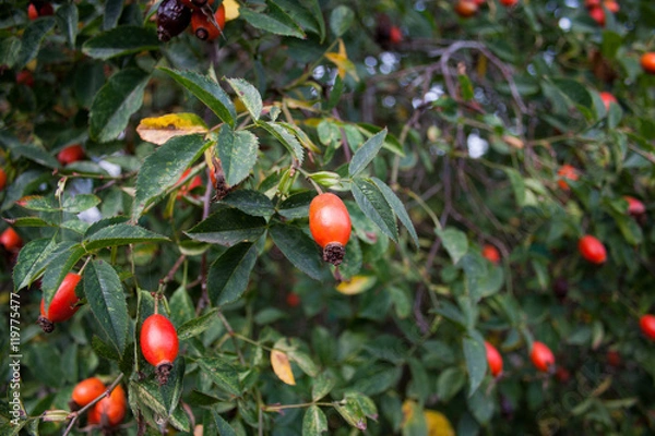 Fototapeta Плоды шиповника на фоне листьев