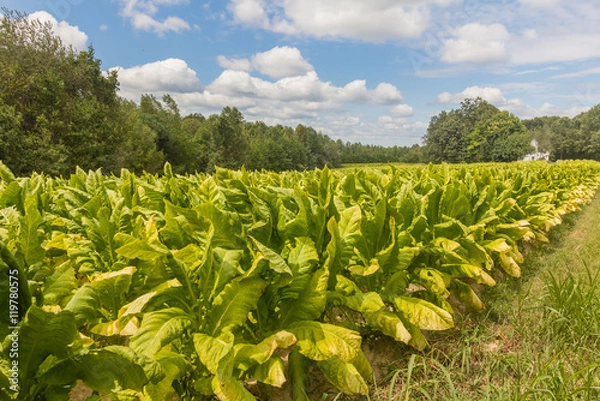 Obraz Tobacco Field