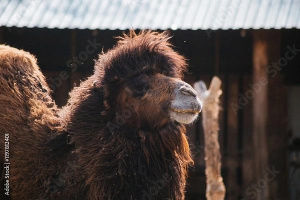 Fototapeta portrait of a brown camel on a walk