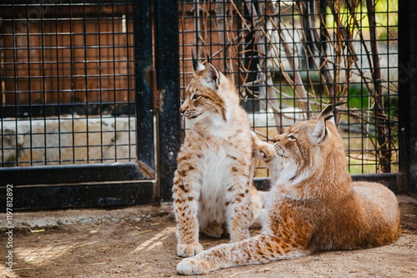 Fototapeta Two domestic lynxes lying in the sun, cute big cats. Pair of predatory animals