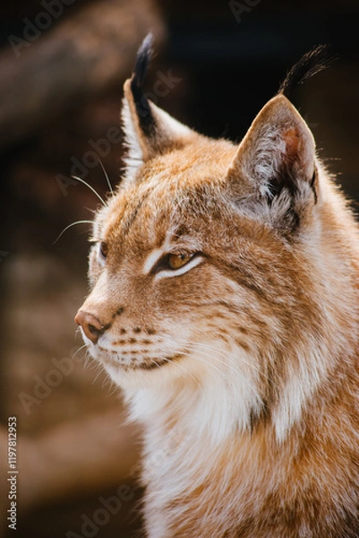 Fototapeta beautiful close-up portrait of a lynx. big predatory cat