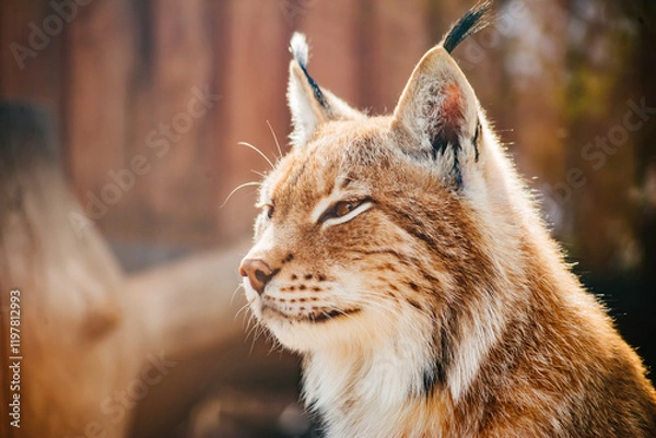 Fototapeta beautiful close-up portrait of a lynx. big predatory cat