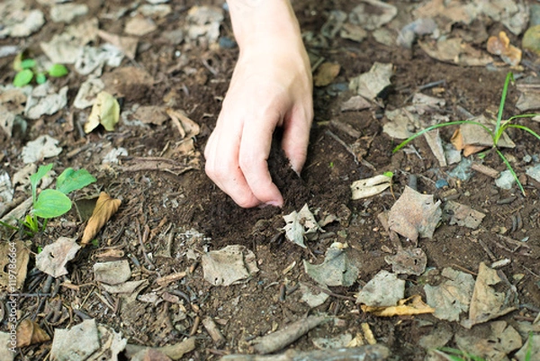 Fototapeta 土を持つ女性の手