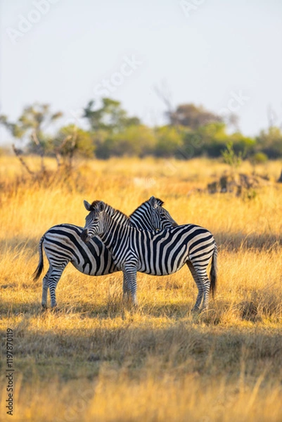 Obraz Two zebras standing back-to-back.