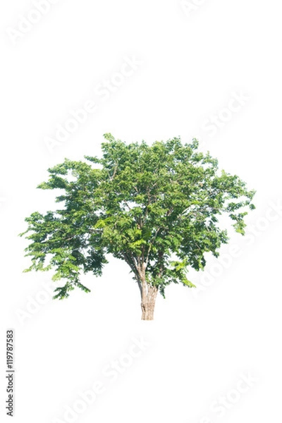 Obraz isolated tree on a white background