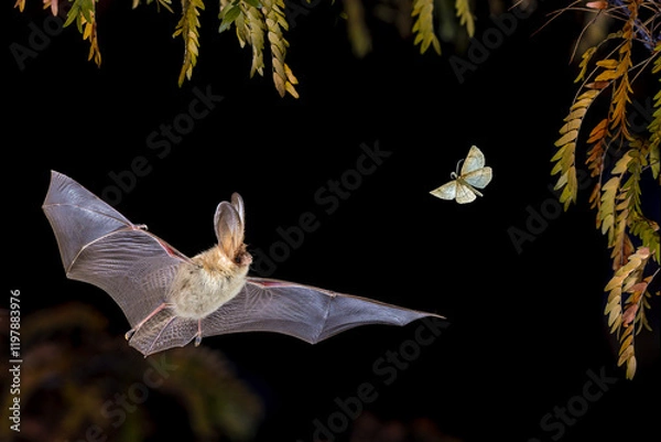 Obraz Brown Long-Eared Bat catching Moth in Forest Environment