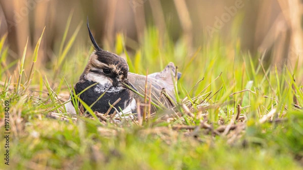 Obraz Northern Lapwing breeding on nest