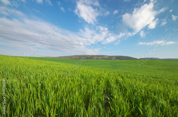 Fototapeta Sunrise in grean meadow.