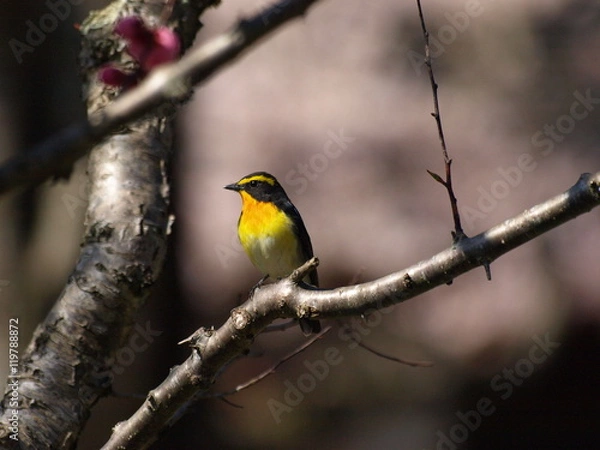 Fototapeta 早春のキビタキ