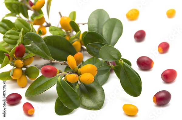 Fototapeta 琉球黒檀の実