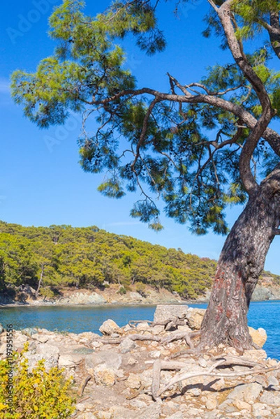 Fototapeta tree on the beach
