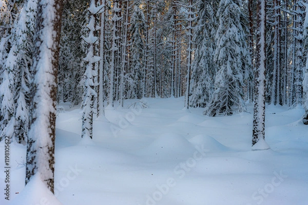 Obraz The morning sun shining through the snow-covered coniferous forest, the snow formations created by the wind, Norway