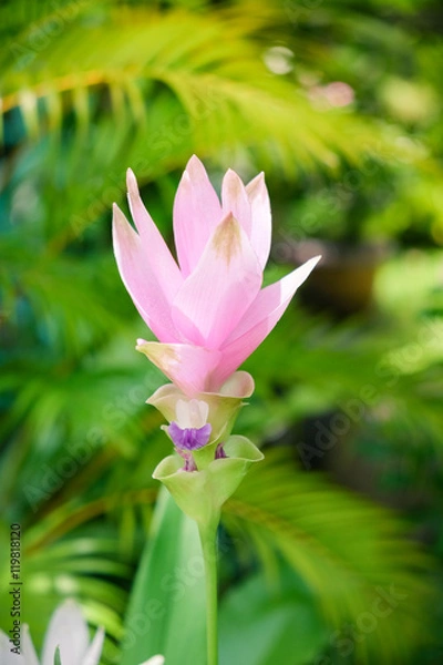 Obraz Siam Curcuma flower.