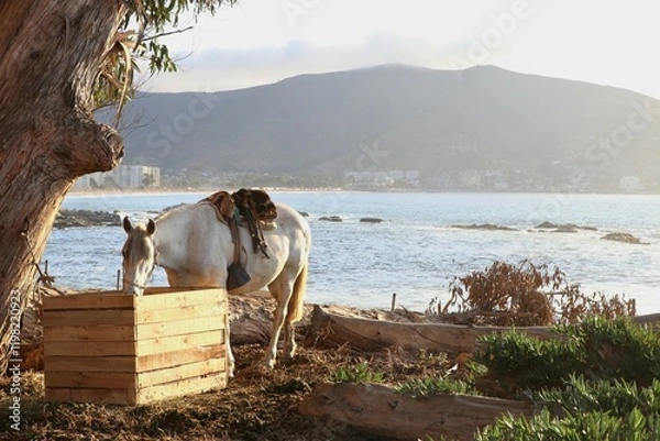 Obraz Caballo preparado para cabalgata junto al mar
