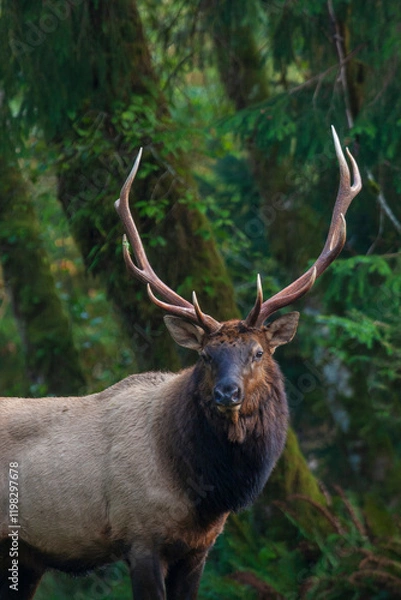 Obraz Roosevelt bull elk, Pacific Northwest rainforest