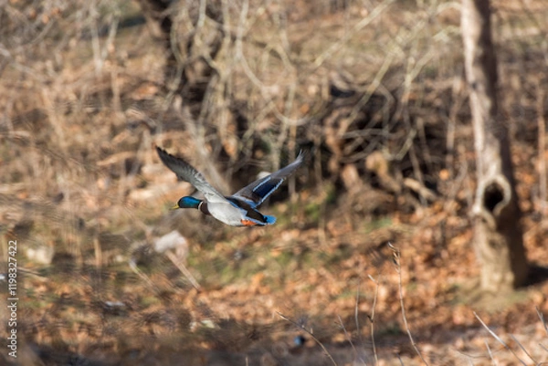 Obraz 청둥오리의 비행