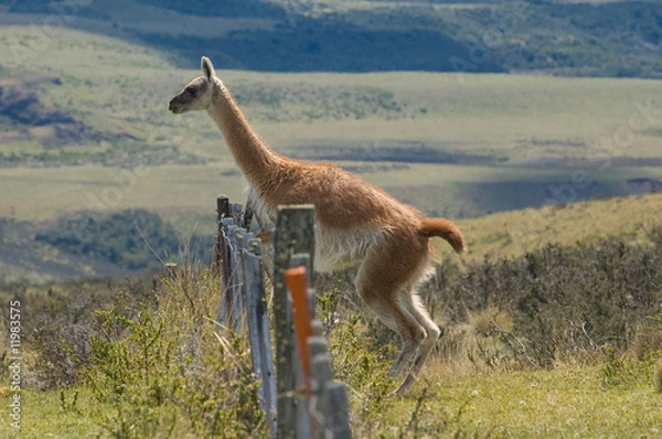 Obraz Skaczący Guanako (Lama Guanicoe)