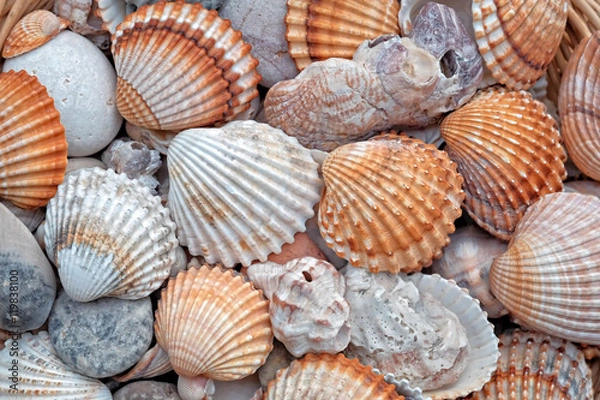 Obraz Shells