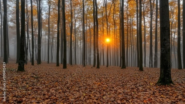 Fototapeta Autumn Sunrise in a Misty Beech Forest