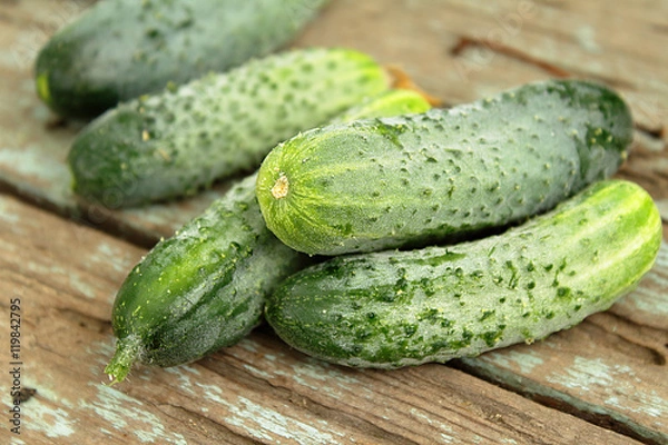Obraz Freshly picked cucumbers