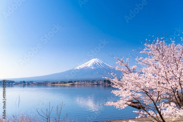 Obraz 富士山と満開の桜・河口湖畔の逆さ富士