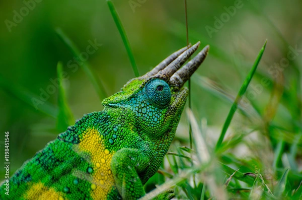 Obraz Three Horned Chameleon 