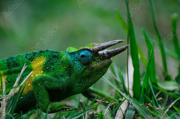 Obraz Chameleon in Grass