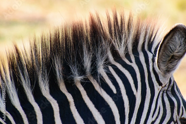 Obraz Zebra Close Up Showing Mane