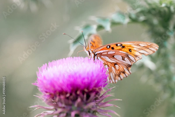 Obraz butterfly on flower