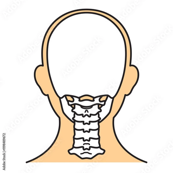 Fototapeta 頭蓋骨　後　カラー