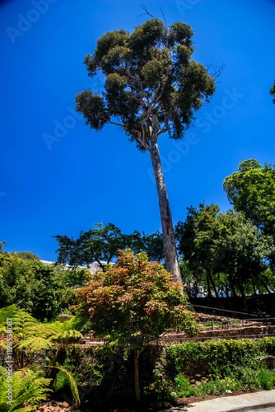Fototapeta A large tree stands in a lush green garden with a clear blue sky above