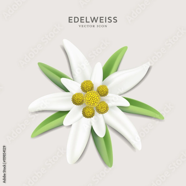 Fototapeta Alpine Edelweiss - detailed vector flower illustration