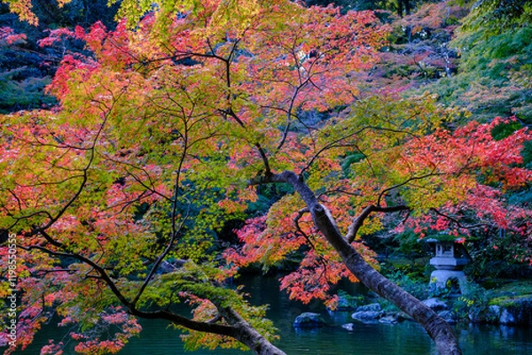 Fototapeta 日本庭園の風景、秋、紅葉のもみじ