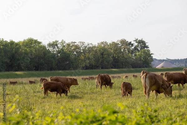 Fototapeta A herd of brown cattle grazing in a lush green field under soft sunlight.