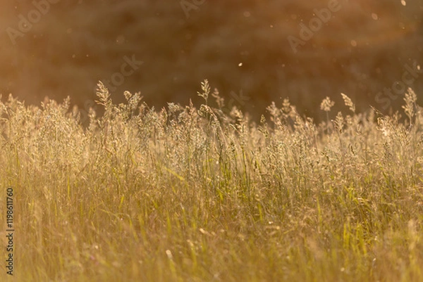 Fototapeta A close-up of a sunlit meadow with tall grass and wild plants glowing in the warm light. Floating particles in the golden atmosphere add a magical touch to this tranquil natural scene.