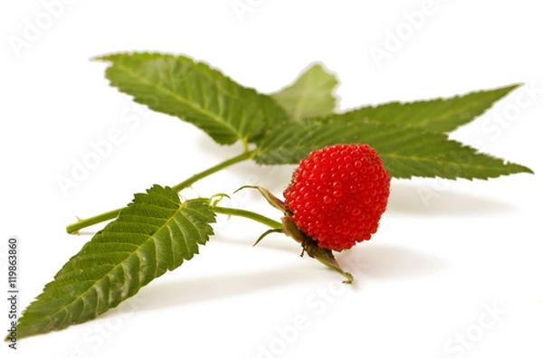 Obraz Rubus illecebrosus isolated on white background. Balloon berry