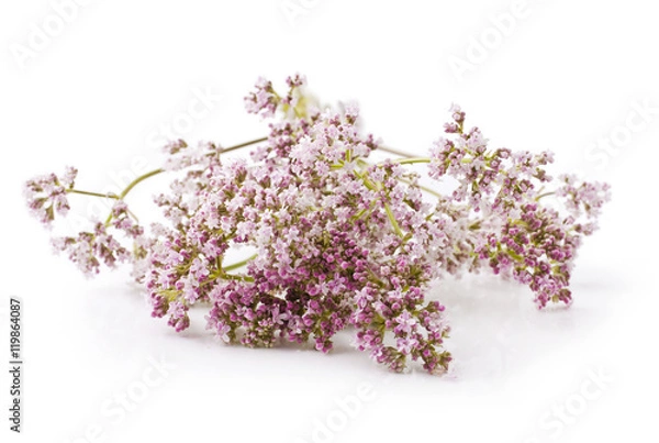 Obraz Valerian herb flower sprigs on a white background