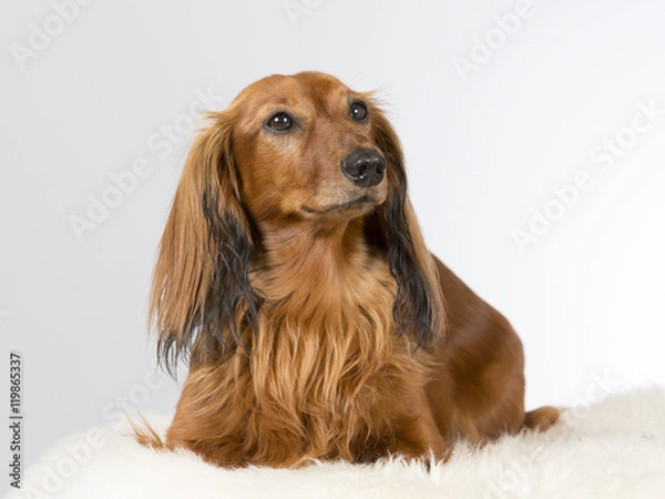 Fototapeta Wiener dog portrait. The dog is also known as a dachshund. Image taken in a studio.