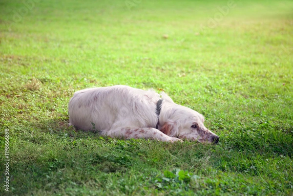 Fototapeta A white setter lies on the green grass in the shade and looks at the camera. Close-up