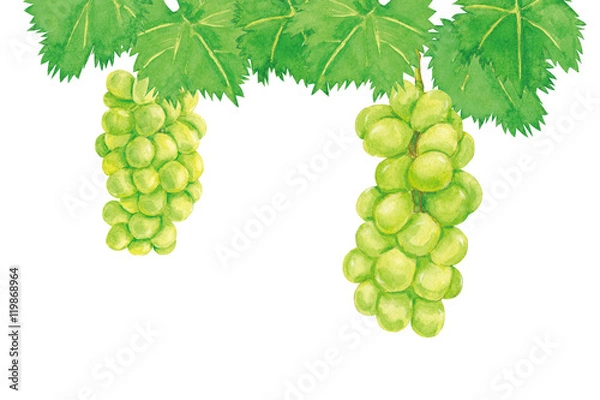 Fototapeta シャインマスカット