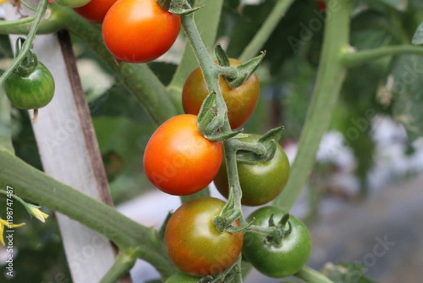 Fototapeta Rows of tomato plants thriving under the sunlight.